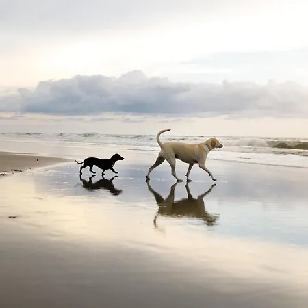 Blue Anchor House * Reighton